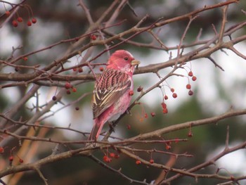 2023年12月2日(土) 岡谷林道の野鳥観察記録