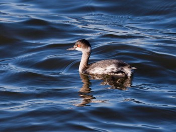 Black-necked Grebe Teganuma Sat, 12/2/2023