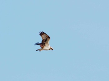 Osprey Teganuma Sat, 12/2/2023