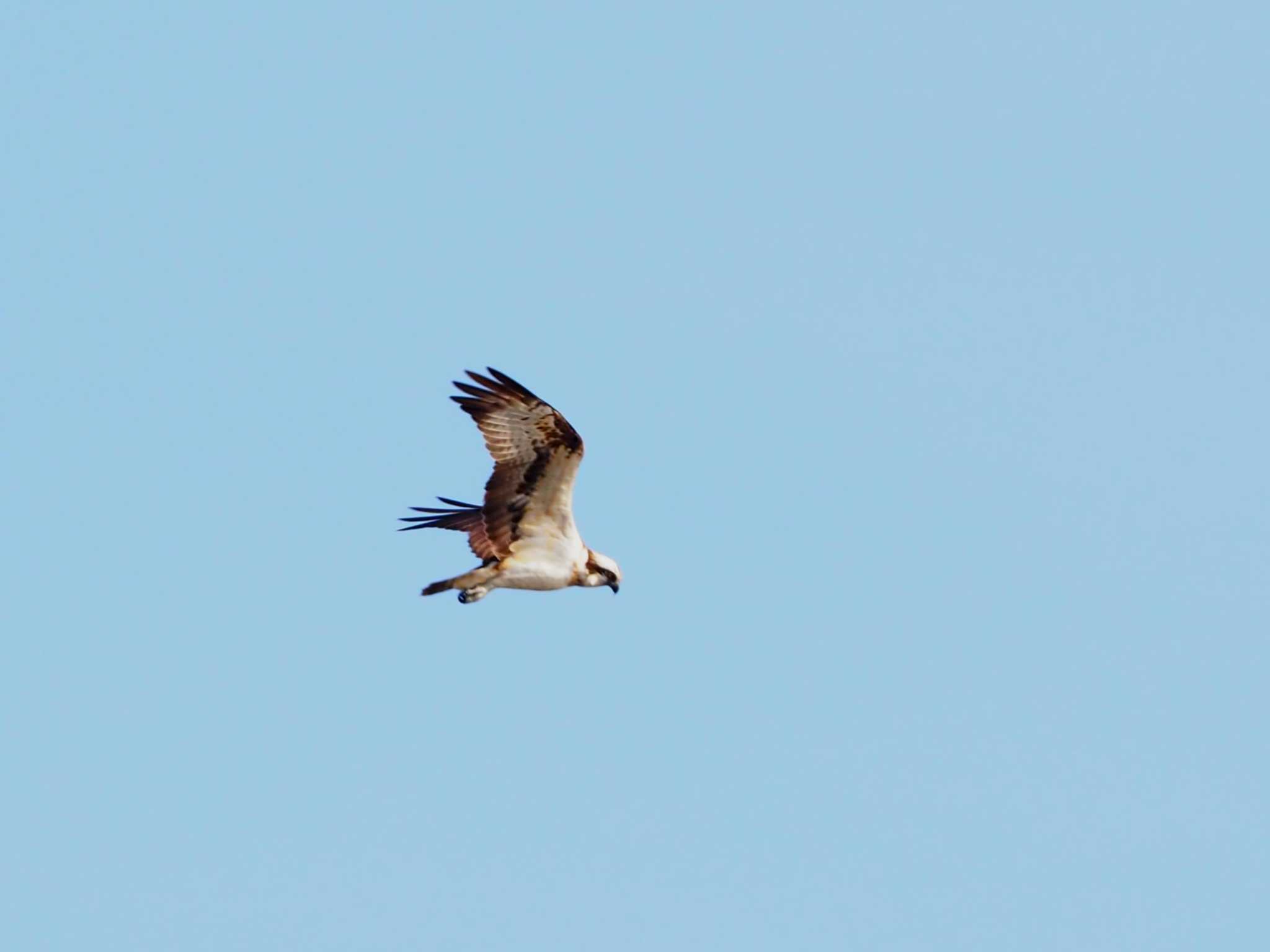 Photo of Osprey at Teganuma by h sawa
