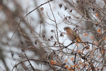 Naumann's Thrush 北海道 函館市 東山 Sat, 12/2/2023