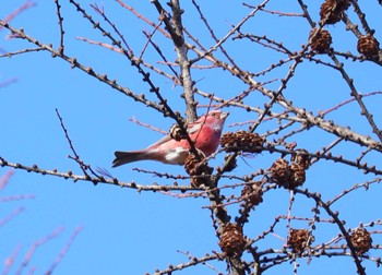 2023年12月2日(土) 岡谷林道の野鳥観察記録