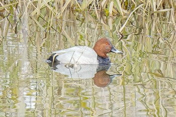 Sat, 12/2/2023 Birding report at 八ッ谷池(豊田市)