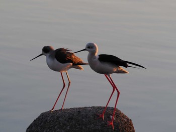 2023年12月2日(土) 六郷橋緑地の野鳥観察記録