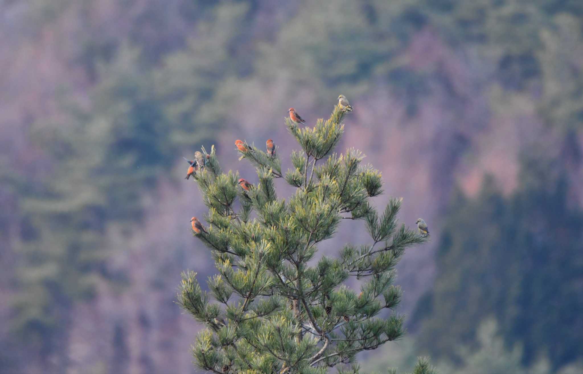 Red Crossbill