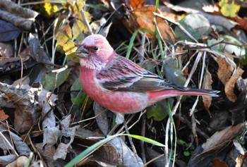 2023年12月2日(土) 岡谷林道の野鳥観察記録