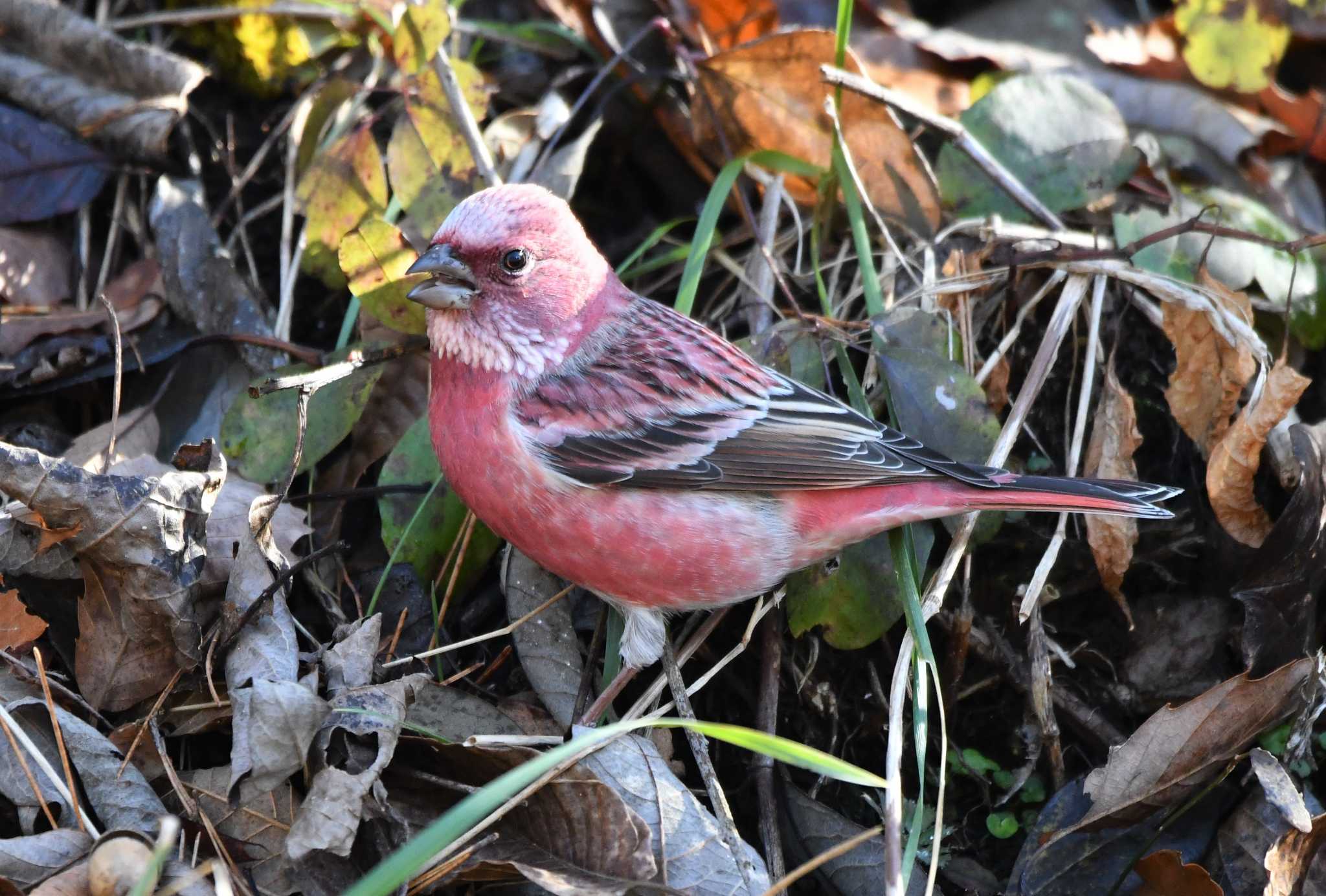 Pallas's Rosefinch