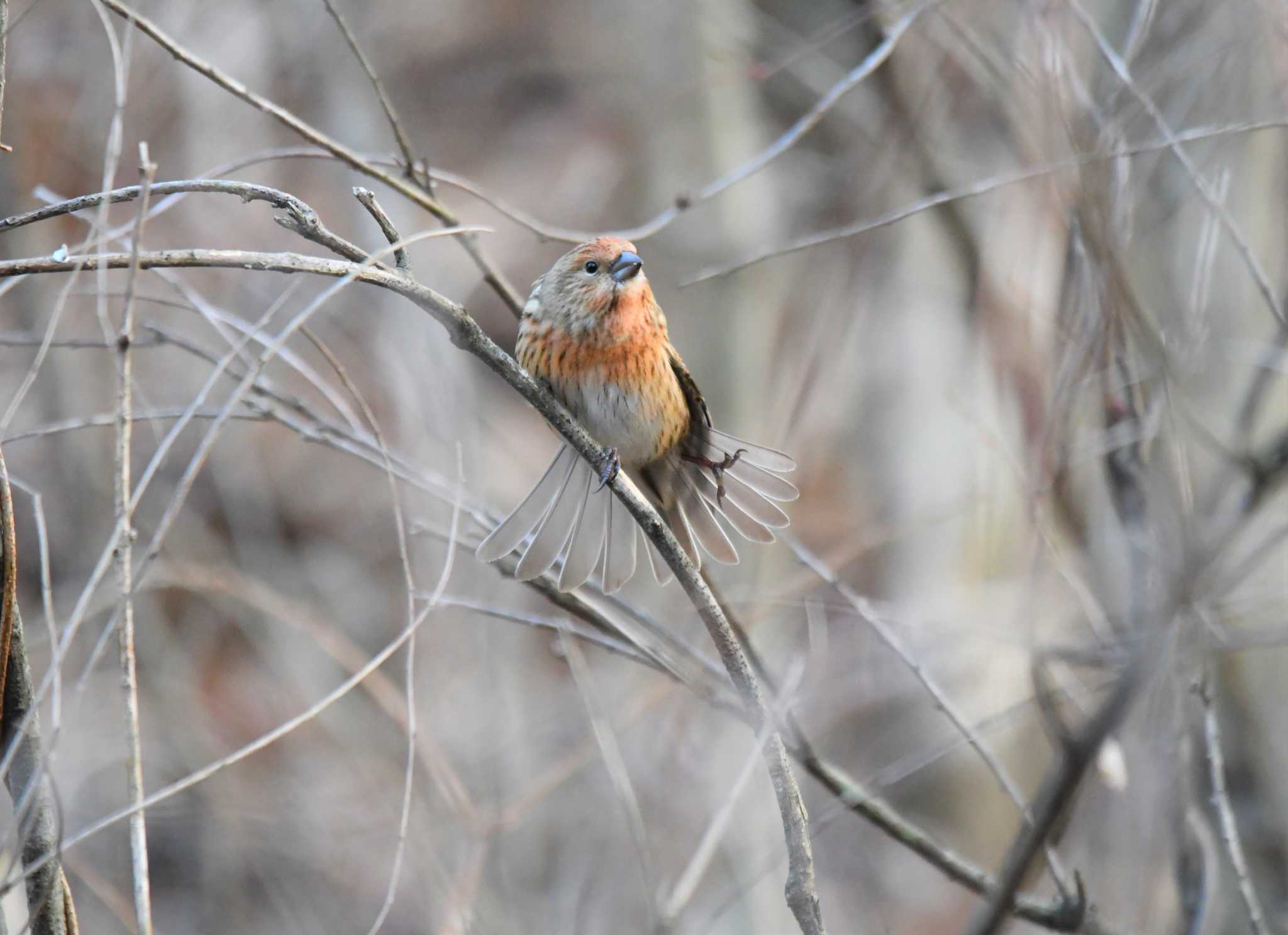 Pallas's Rosefinch