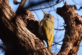 Japanese Green Woodpecker Mizumoto Park Sat, 12/2/2023