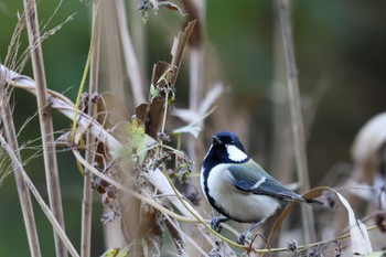 Japanese Tit 横浜市 Sat, 12/2/2023