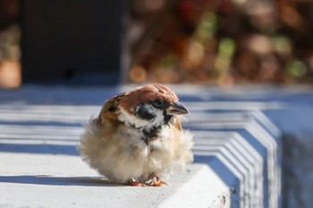 Eurasian Tree Sparrow 横浜市 Sat, 12/2/2023