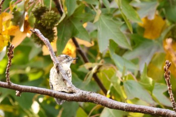 Japanese Pygmy Woodpecker 横浜市 Sun, 11/5/2023