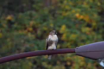 2023年12月2日(土) 長浜公園の野鳥観察記録