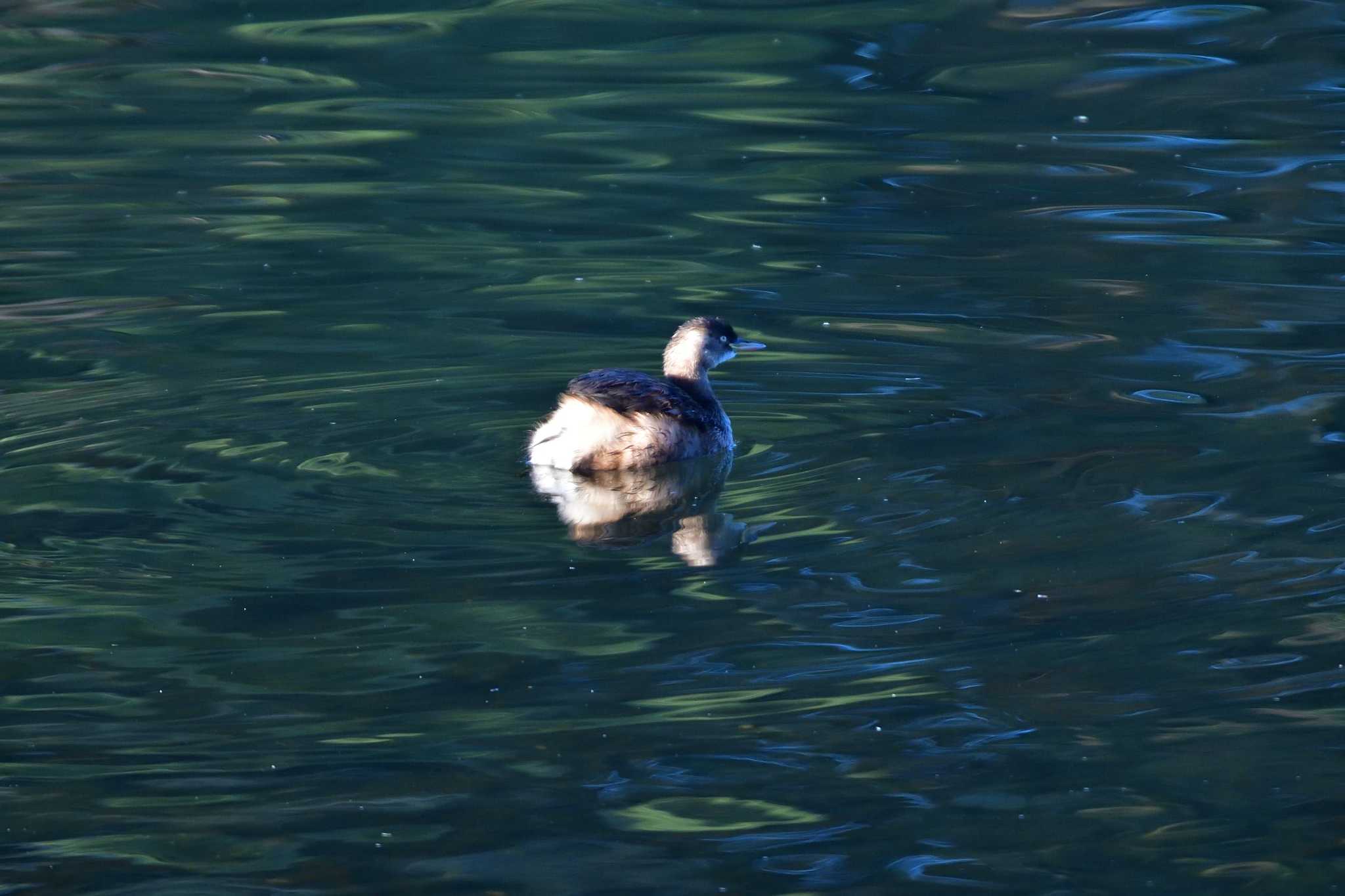 長浜公園 カイツブリの写真 by やなさん