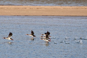 Red-breasted Merganser 島田川河口(山口県) Sat, 12/2/2023