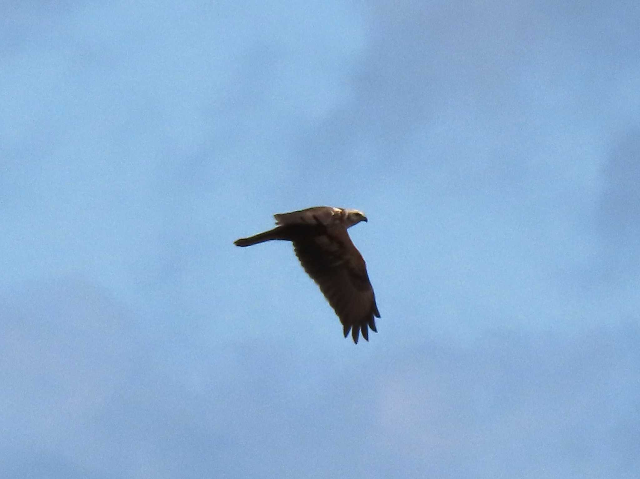 Eastern Marsh Harrier