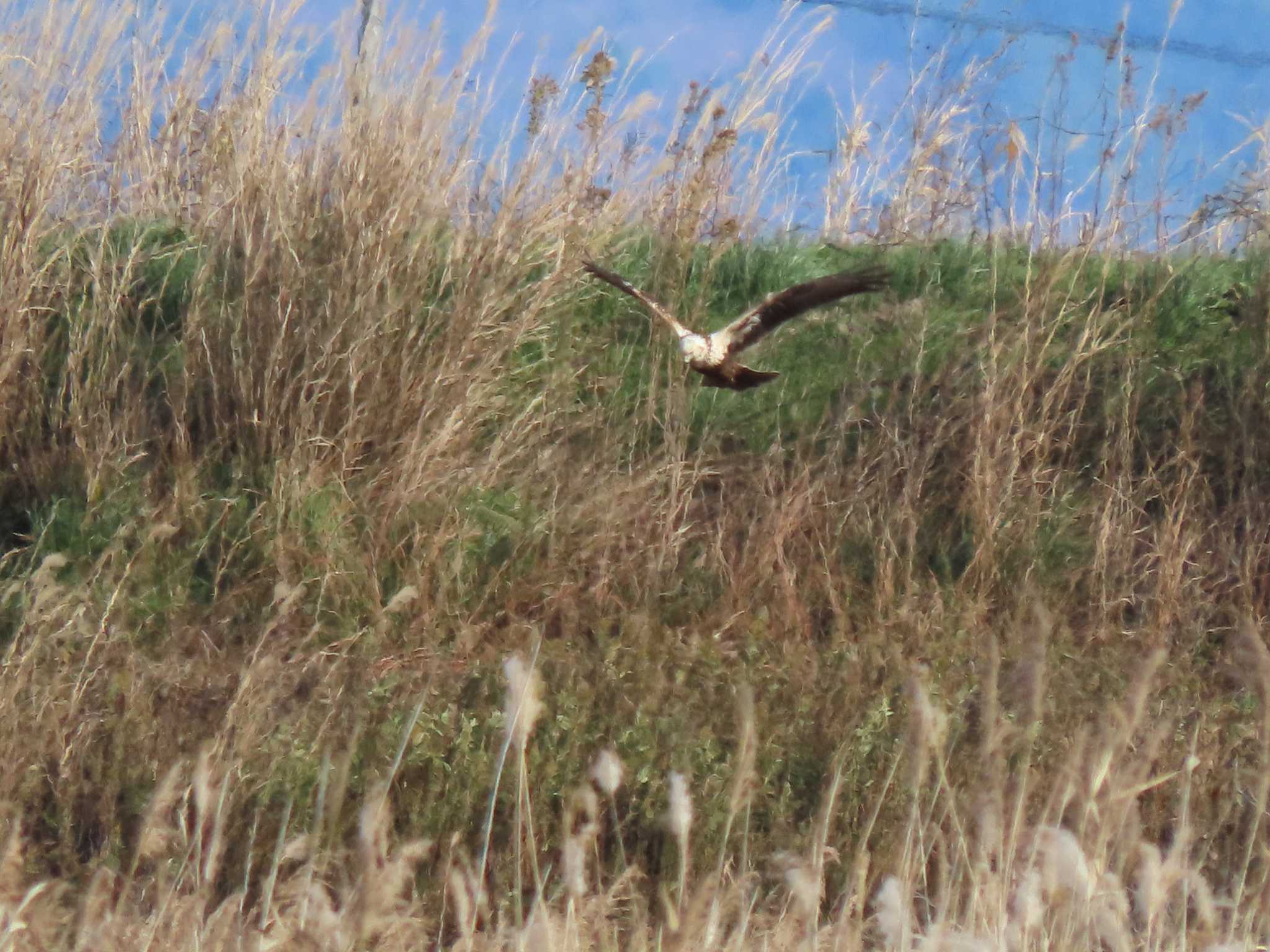 Eastern Marsh Harrier