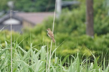 オオヨシキリ 手賀沼 2023年6月10日(土)