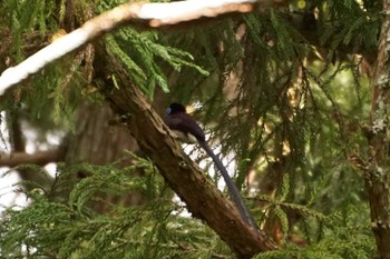 サンコウチョウ 八王子城跡 2023年5月27日(土)