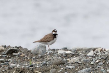 Little Ringed Plover 酒匂川河口 Sun, 5/21/2023