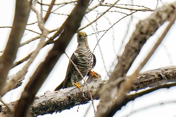 Oriental Cuckoo 愛知県緑化センター 昭和の森 Thu, 8/17/2023