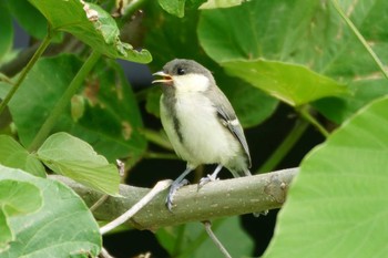 Japanese Tit 酒匂川河口 Sun, 5/21/2023