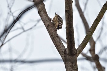 Japanese Pygmy Woodpecker Nagahama Park Fri, 12/1/2023