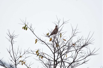 Dusky Thrush Nagahama Park Fri, 12/1/2023