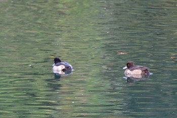 Tufted Duck Nagahama Park Fri, 12/1/2023