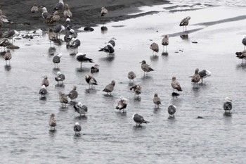 Black-tailed Gull 酒匂川河口 Sun, 5/21/2023