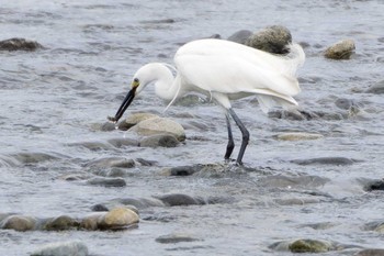 Little Egret 酒匂川河口 Sun, 5/21/2023