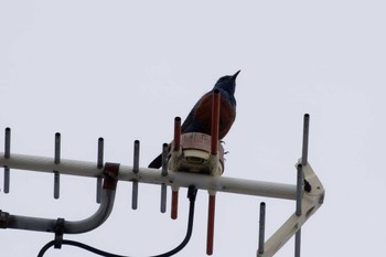 Blue Rock Thrush 酒匂川河口 Sun, 5/21/2023