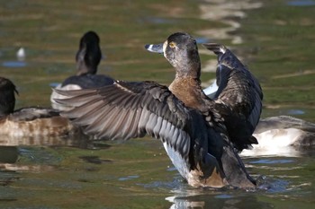 クビワキンクロ こども自然公園 (大池公園/横浜市) 2023年11月27日(月)