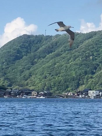 Black-tailed Gull 日向湖 Fri, 6/16/2023