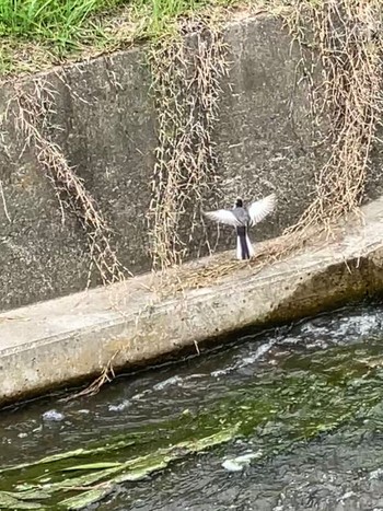 2023年6月21日(水) 落合公園の野鳥観察記録