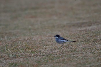 ハクセキレイ 長浜公園 2023年11月27日(月)