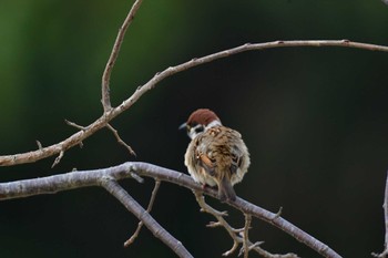 Eurasian Tree Sparrow Nagahama Park Mon, 11/27/2023