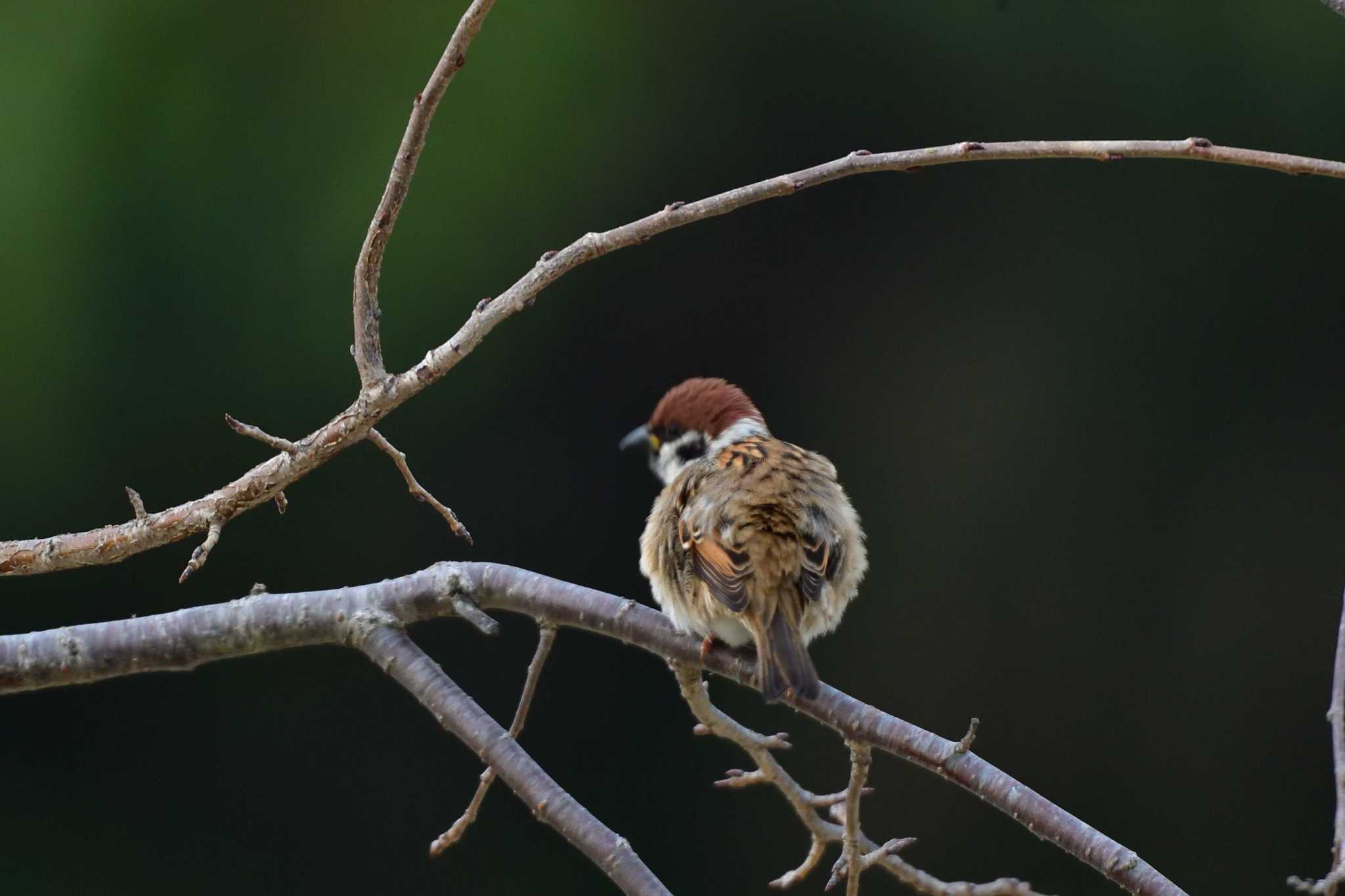 Eurasian Tree Sparrow