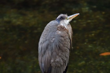 Grey Heron Nagahama Park Mon, 11/27/2023