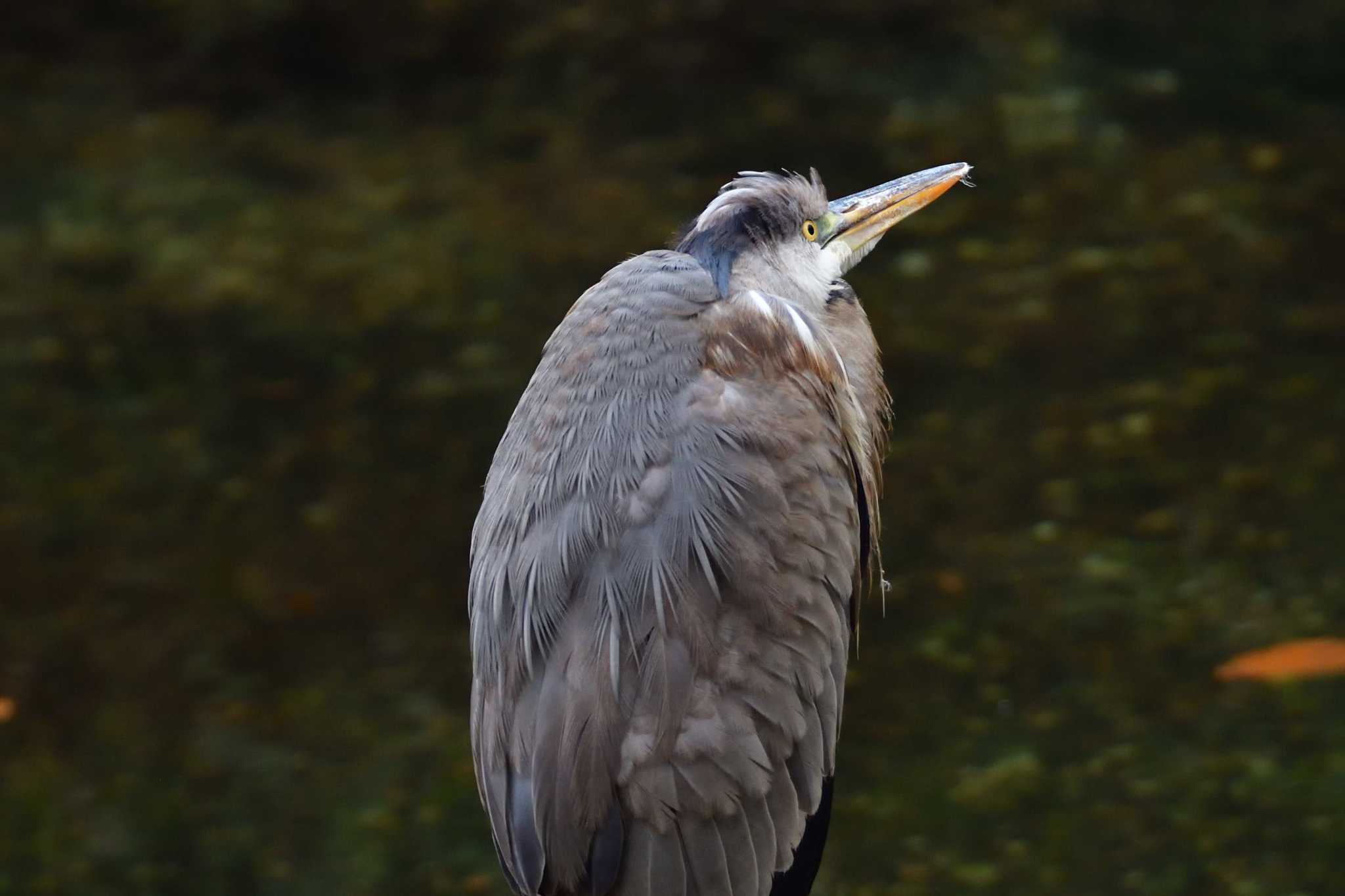 長浜公園 アオサギの写真 by やなさん