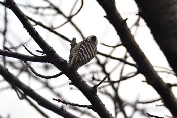 Japanese Pygmy Woodpecker Nagahama Park Mon, 11/27/2023