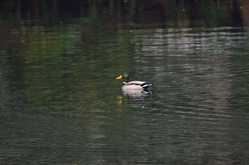 マガモ 長浜公園 2023年11月27日(月)