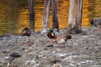 Mallard Nagahama Park Mon, 11/27/2023