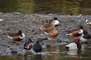 Northern Shoveler Nagahama Park Mon, 11/27/2023