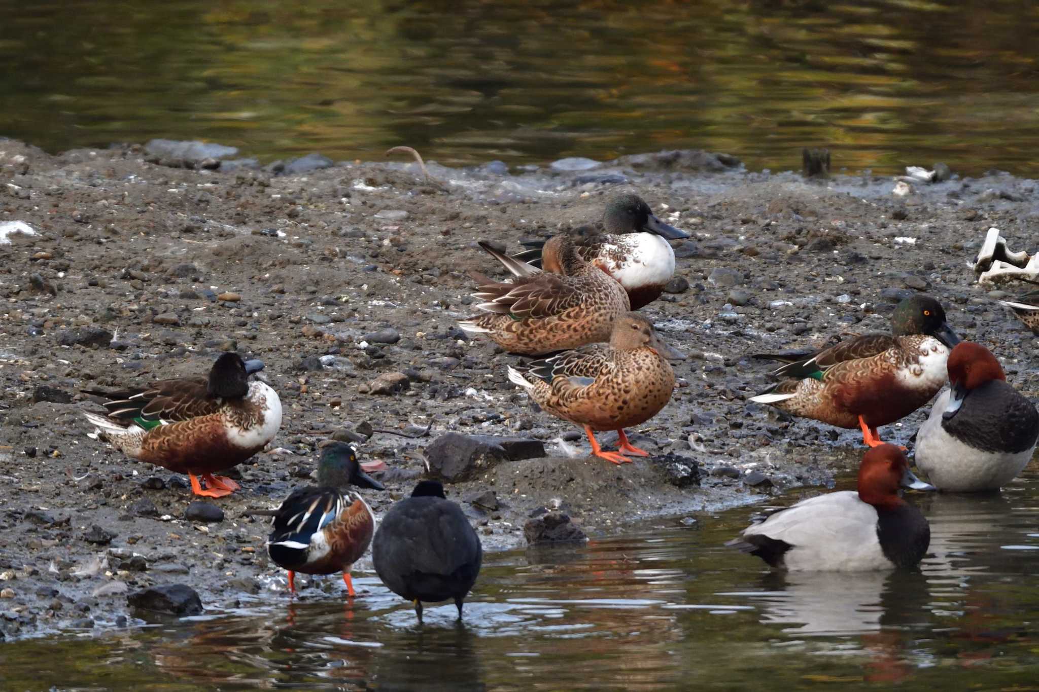 Northern Shoveler