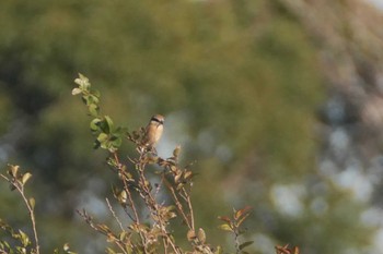 モズ 東京港野鳥公園 2023年12月2日(土)