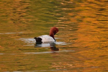 Common Pochard Nagahama Park Mon, 11/27/2023