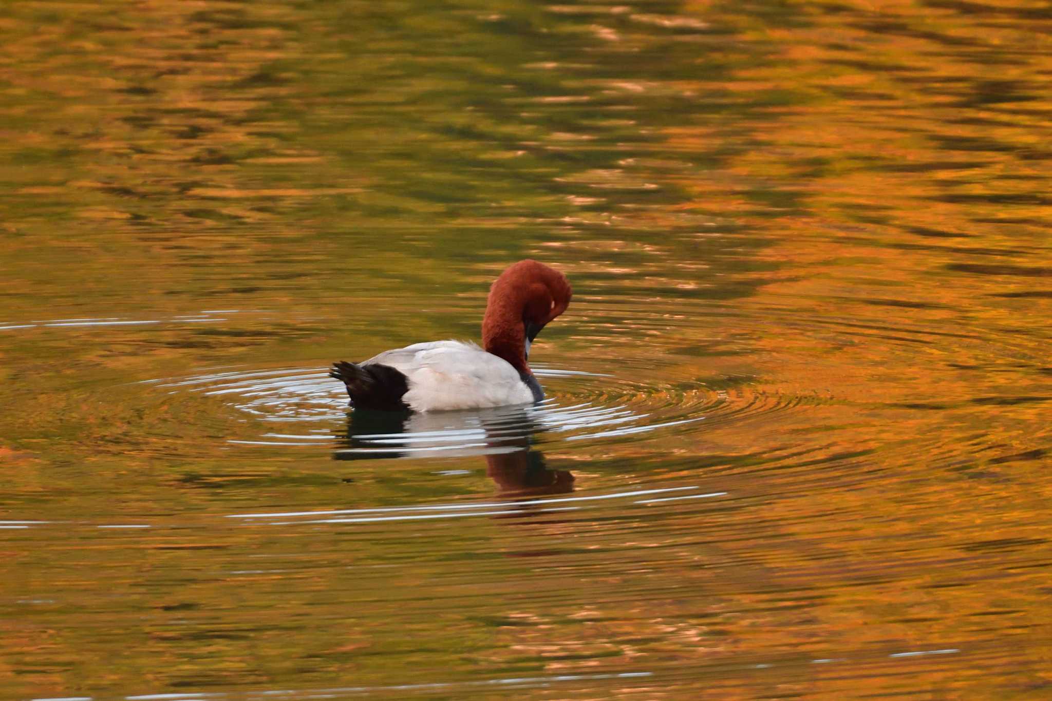 Common Pochard