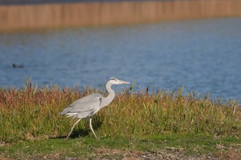 アオサギ 東京港野鳥公園 2023年12月2日(土)