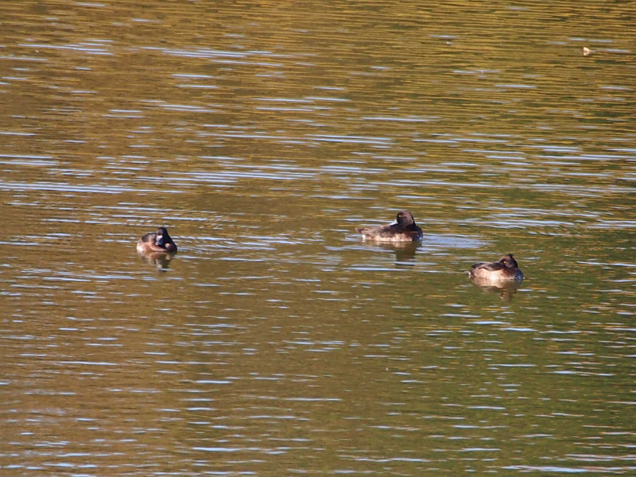 Photo of Tufted Duck at 境川遊水地公園 by 塩昆布長